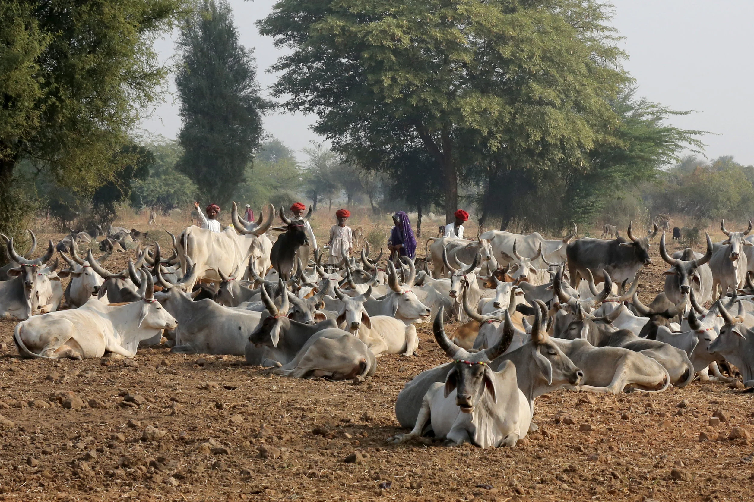 Rajasthan_1159 copy.JPG