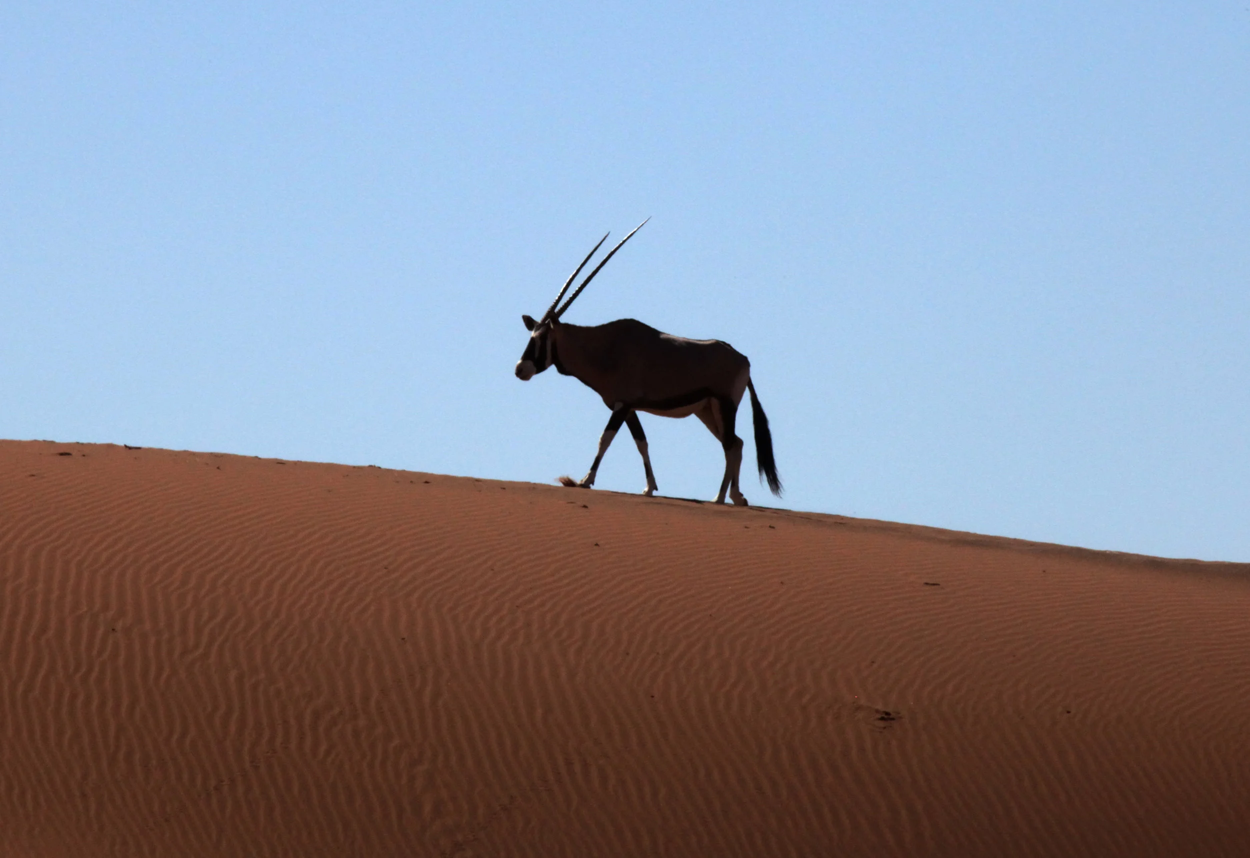 Namibia (153) copy.JPG