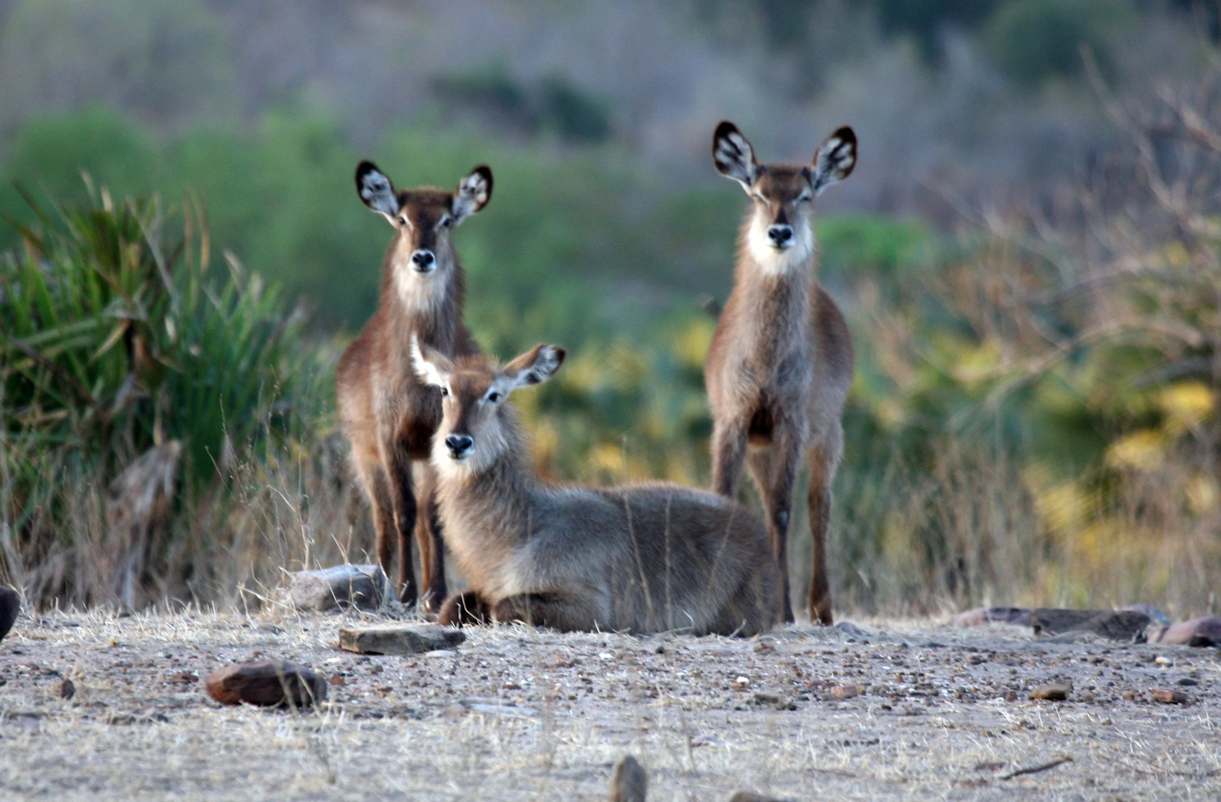 Tanzania (435).JPG