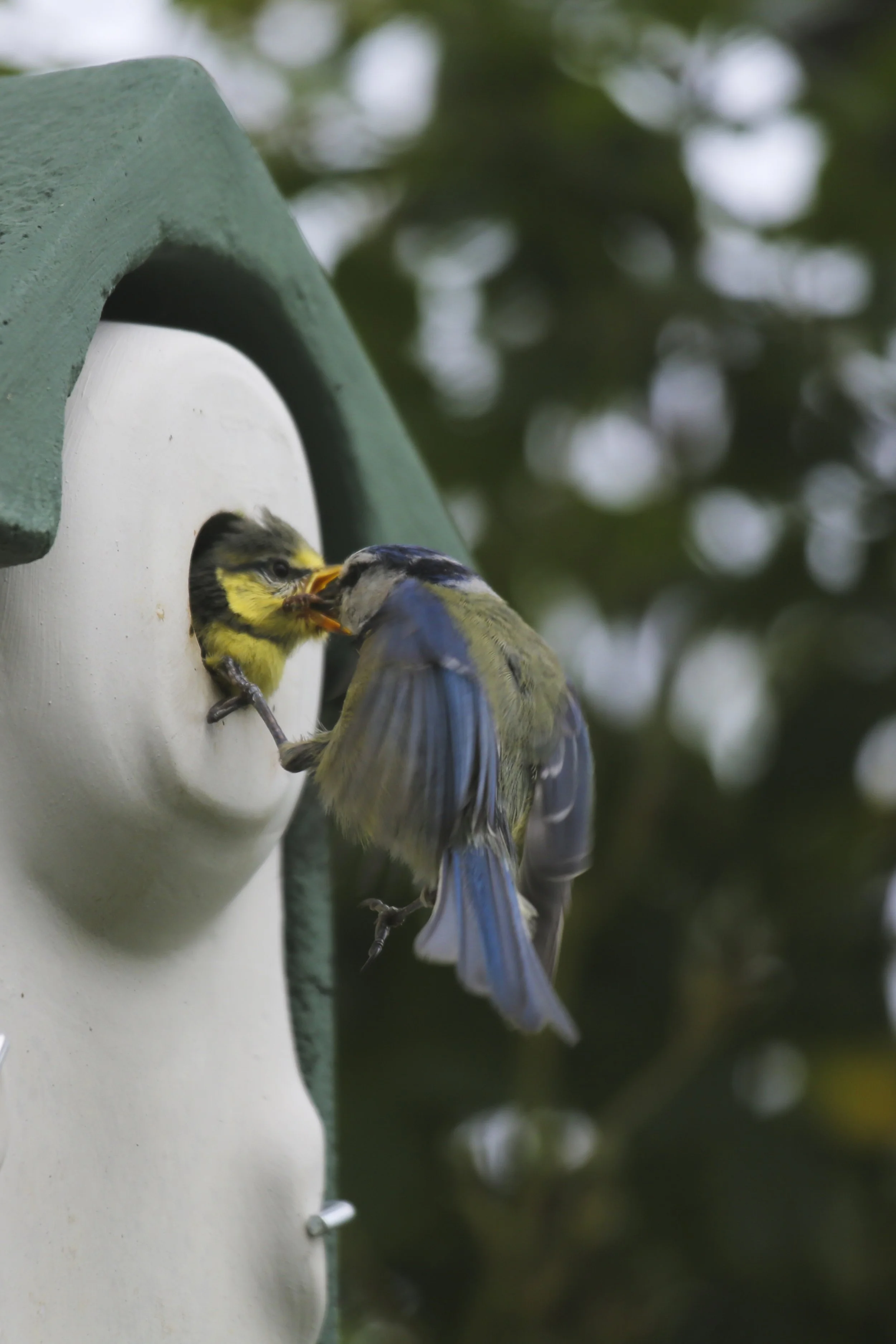 Tits 022.JPG