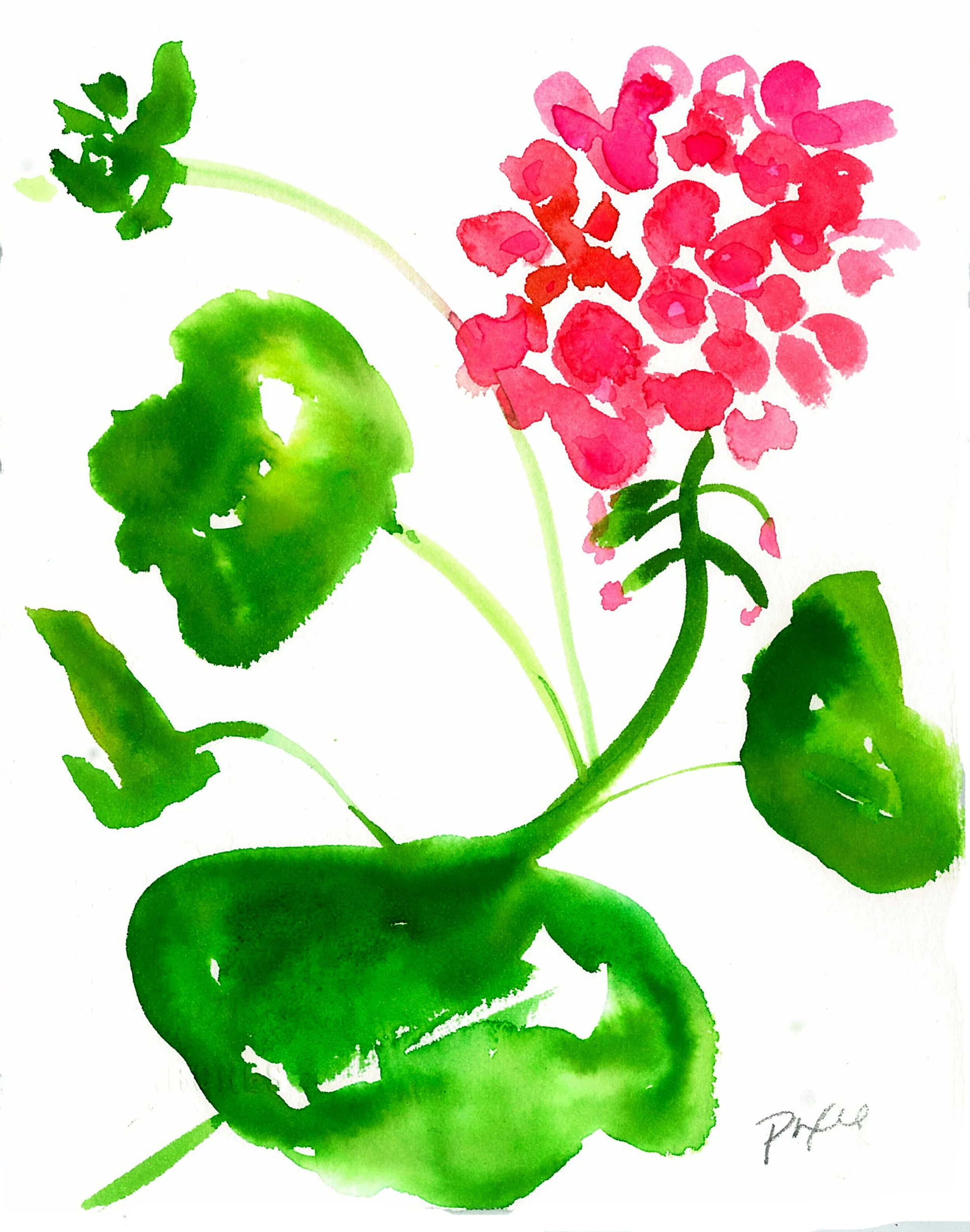 Happy Generaniums - Digital download (Copy) (Copy)