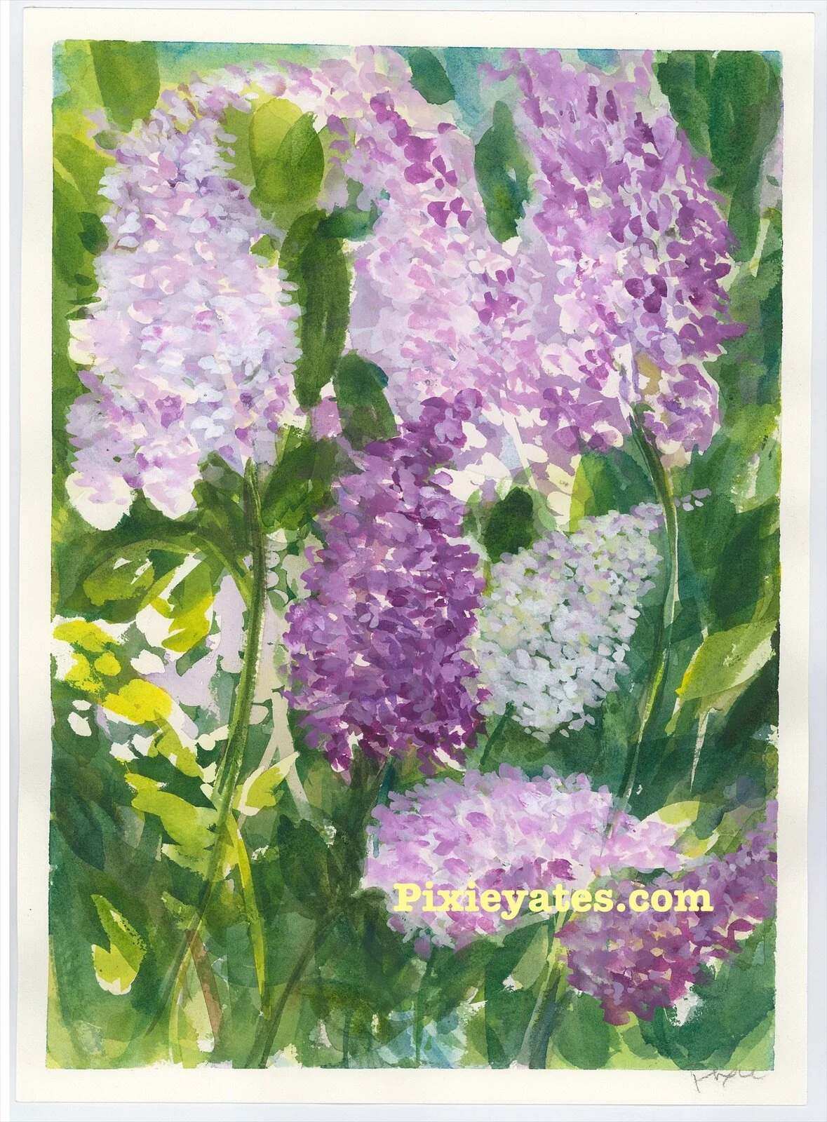 Lilacs in the sky no10