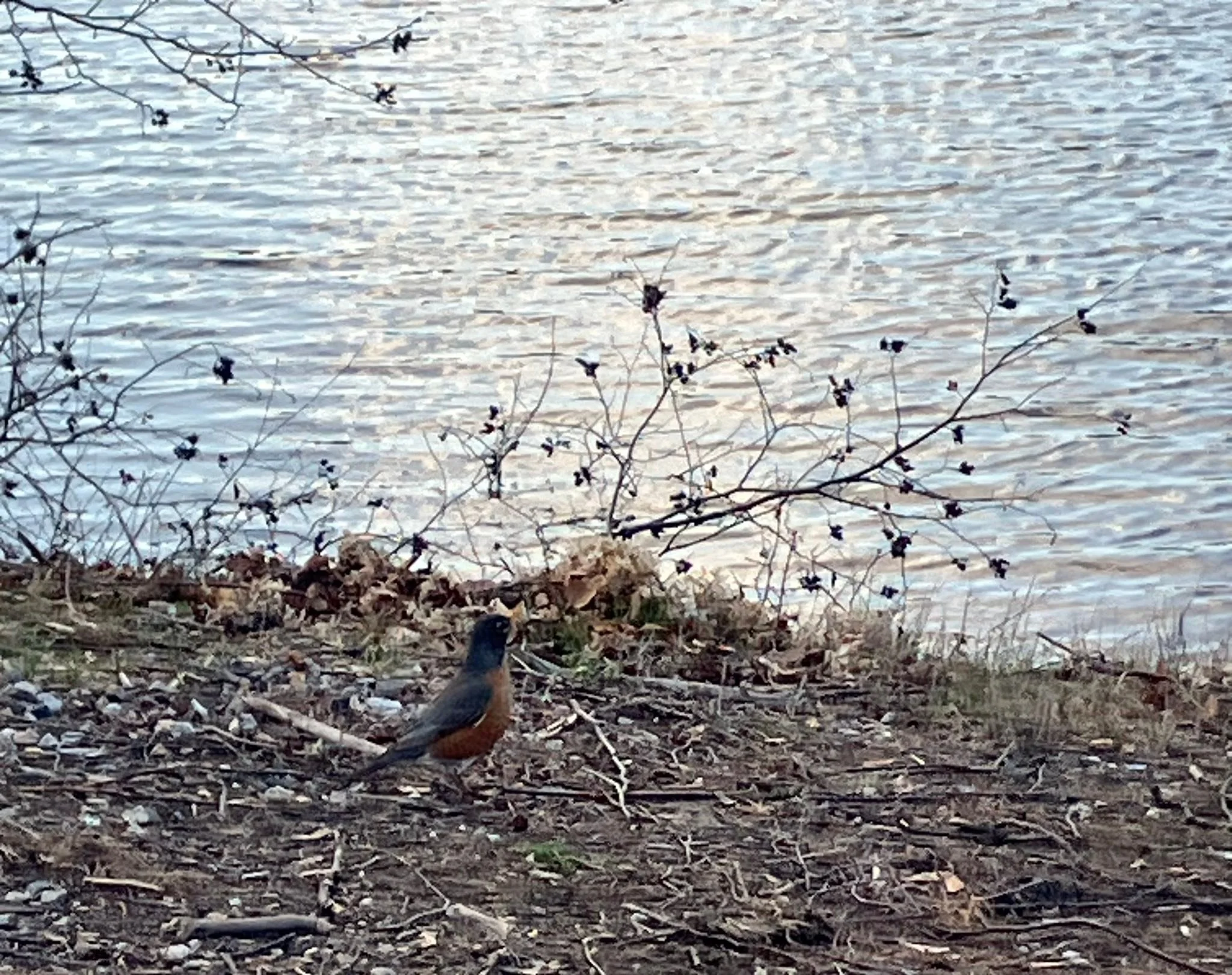 Evening walk to lake Pentucket. Spring has sprung.  Snow season is definitely over!!