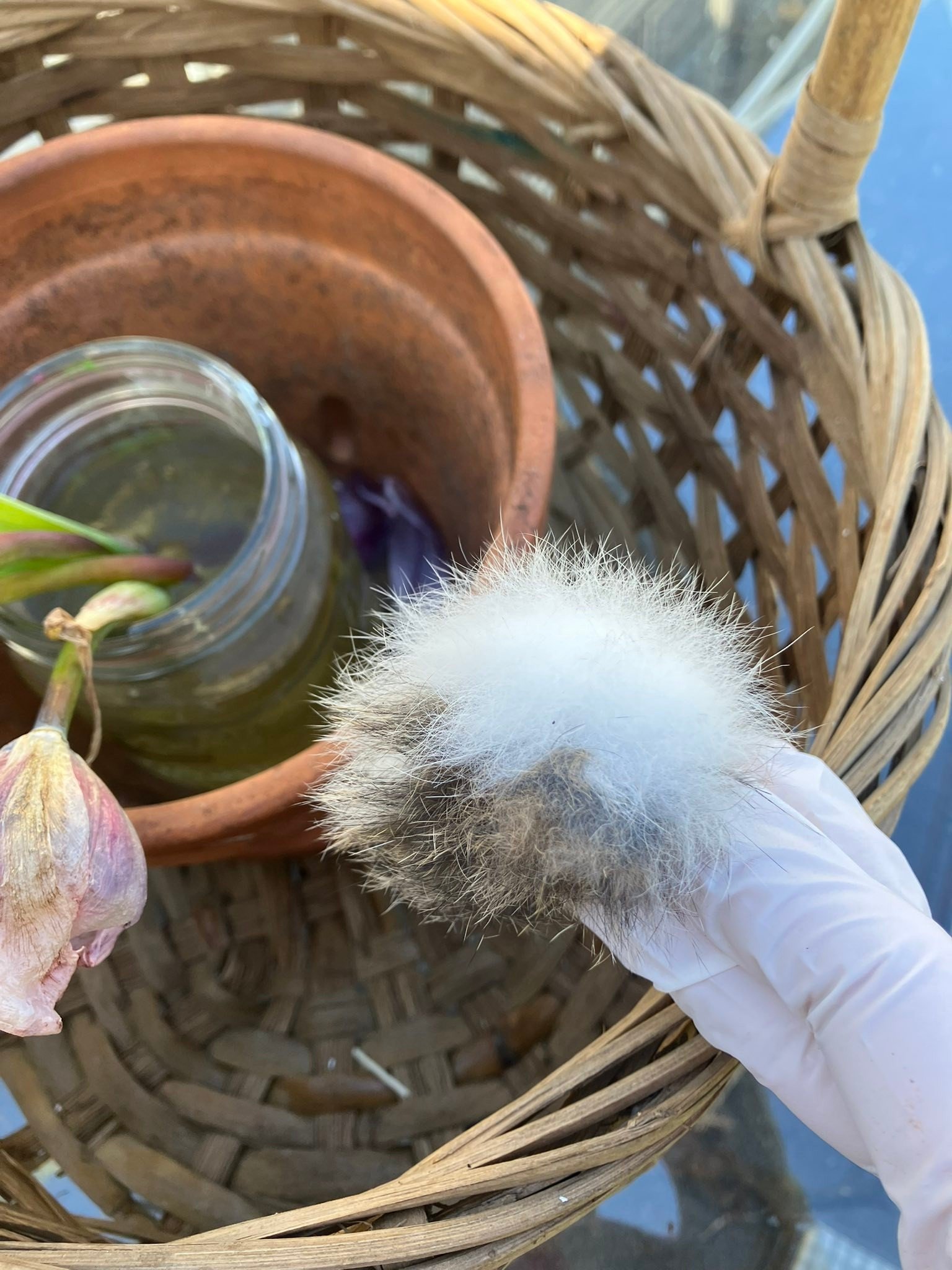 I found this rabbit&rsquo;s tail aka a scut right where they have been crazing. 😢 who left this gift?