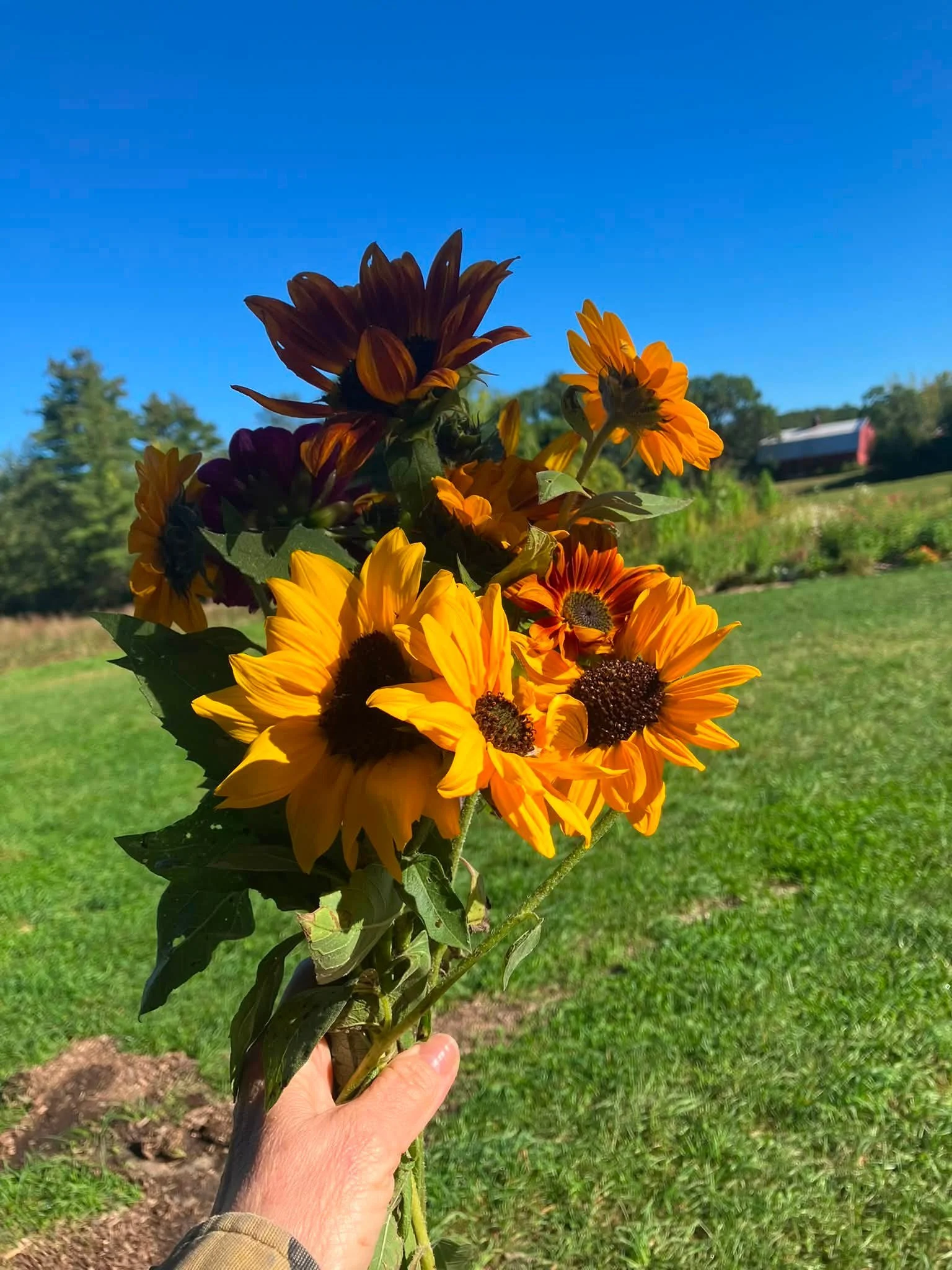 Started my day picking fresh aasunflowers from our local PYO flower patch Old Wild Farm for my children&rsquo;s art class at Haverhill YMCA. I brought them to class to show the little ones how to paint sunflowers and how to paint with the flowers on 