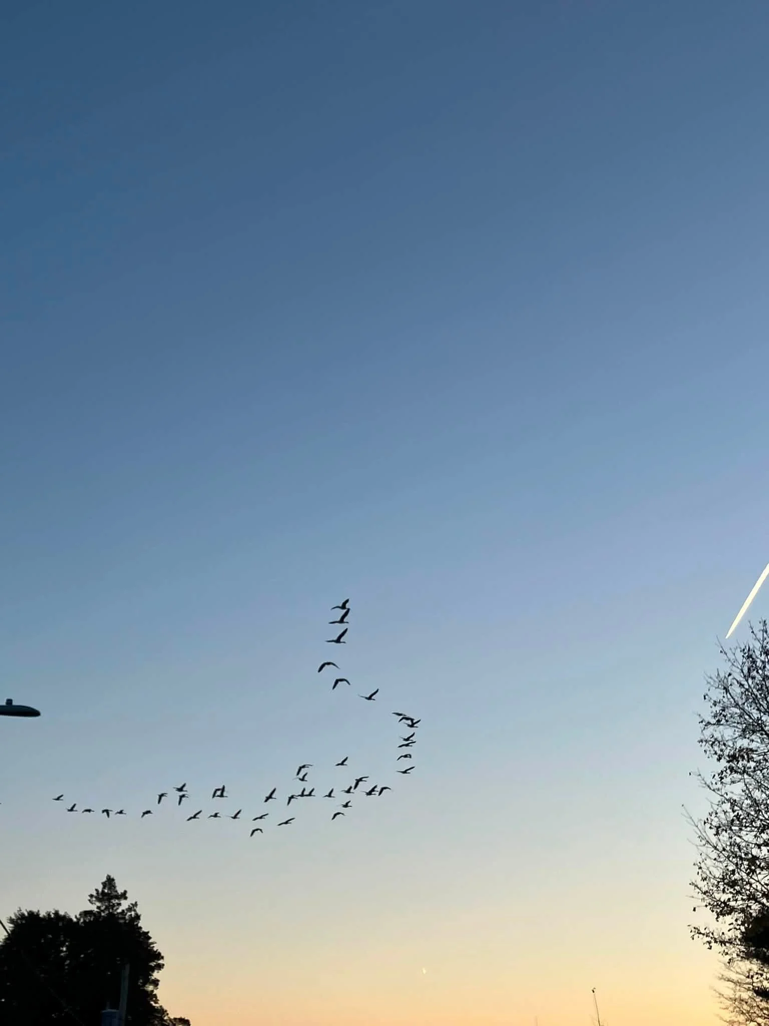 There they go!  They fly overhead every morning and evening.  I always what the next stop is.