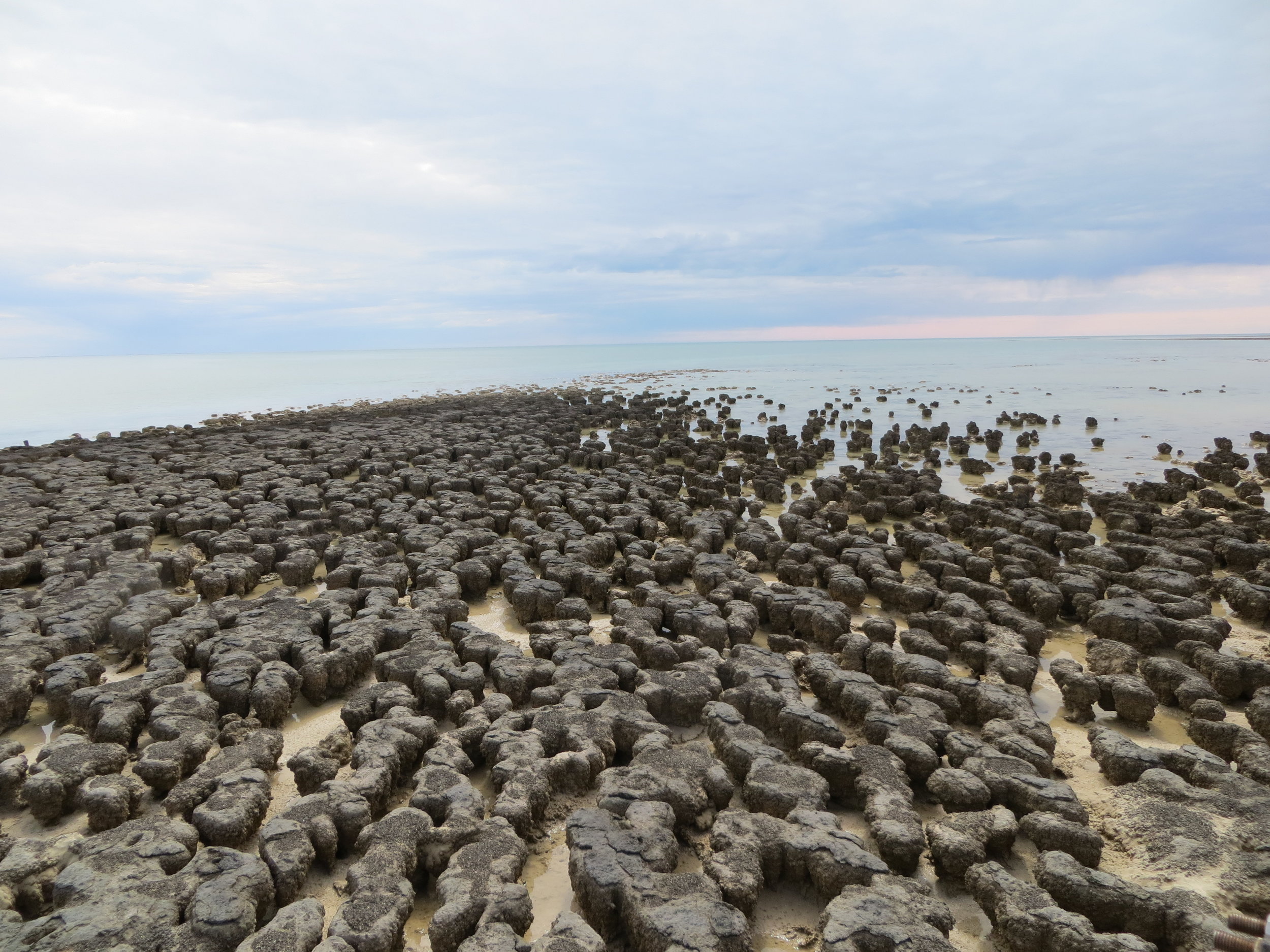 Hamelin Pool, Australia