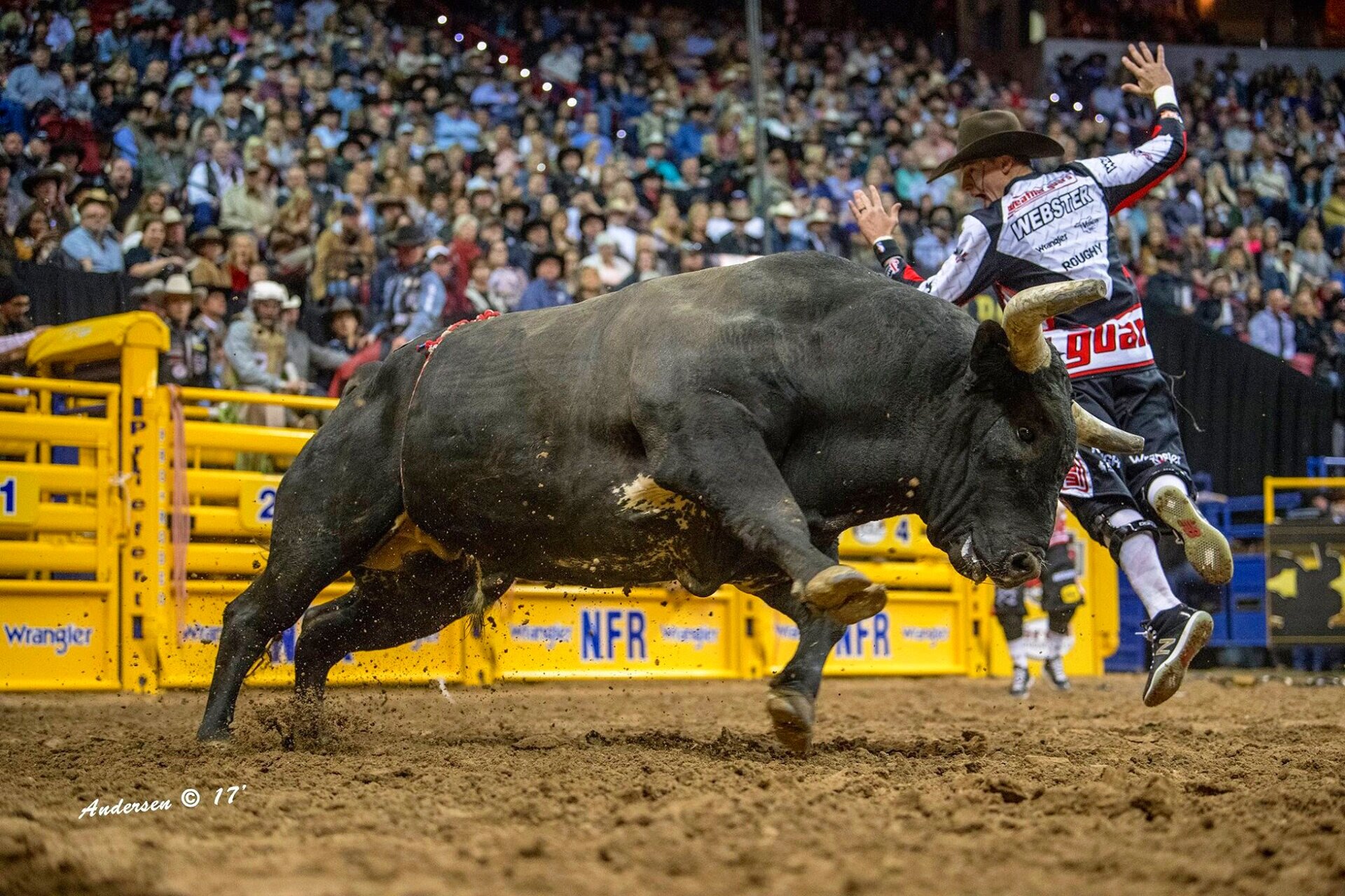 Cody Webster Professional Bullfighter