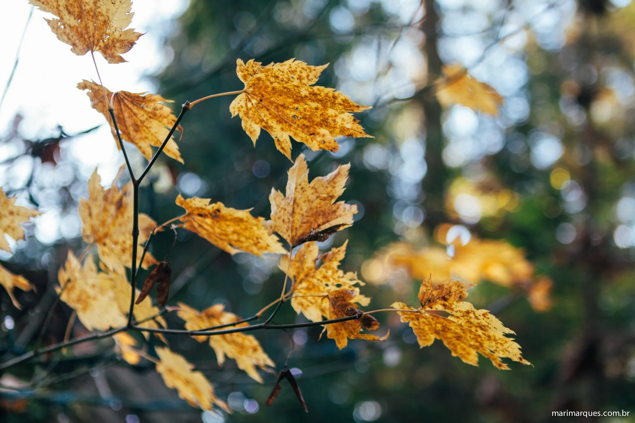 Fotografia-Viagem-Vancouver-MarianaMarques-55.jpg
