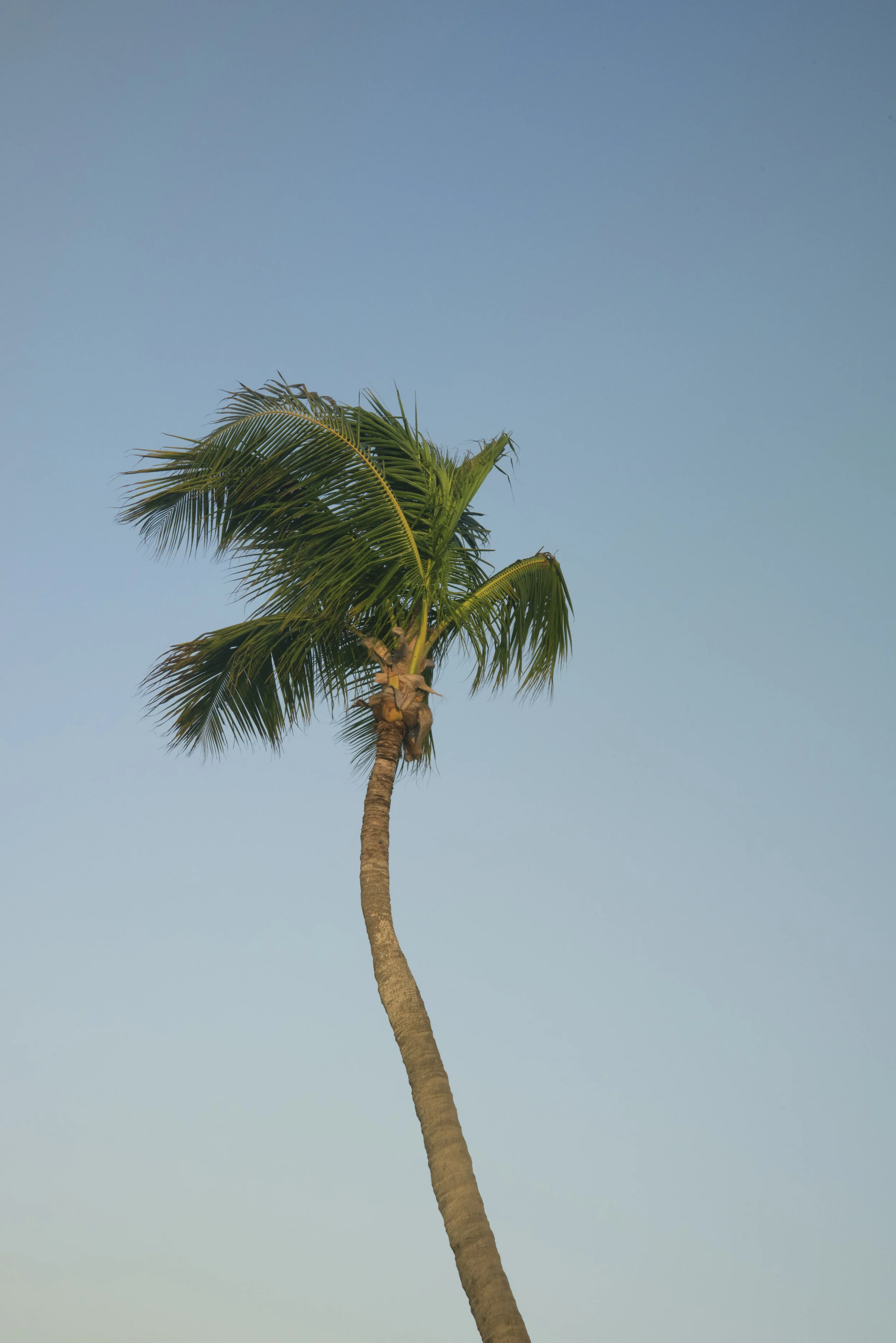 palmtrees.jpg