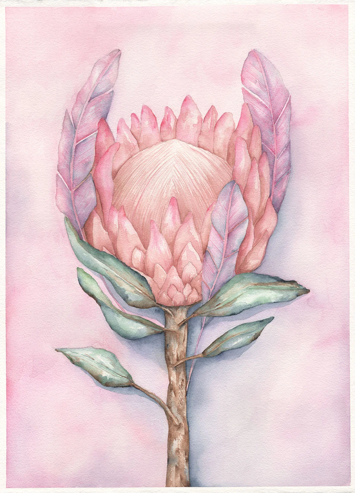 Protea and Feathers 002