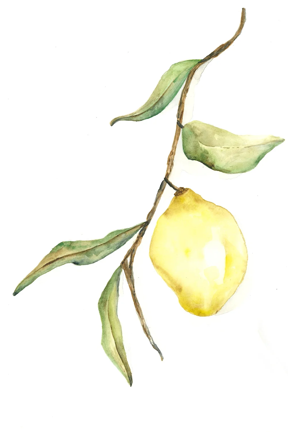 Lemon 001