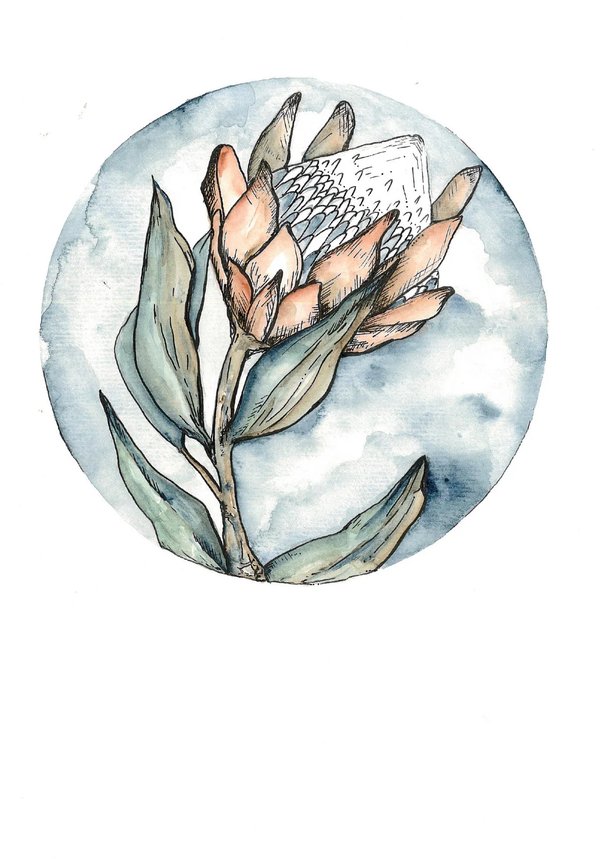 Protea 001