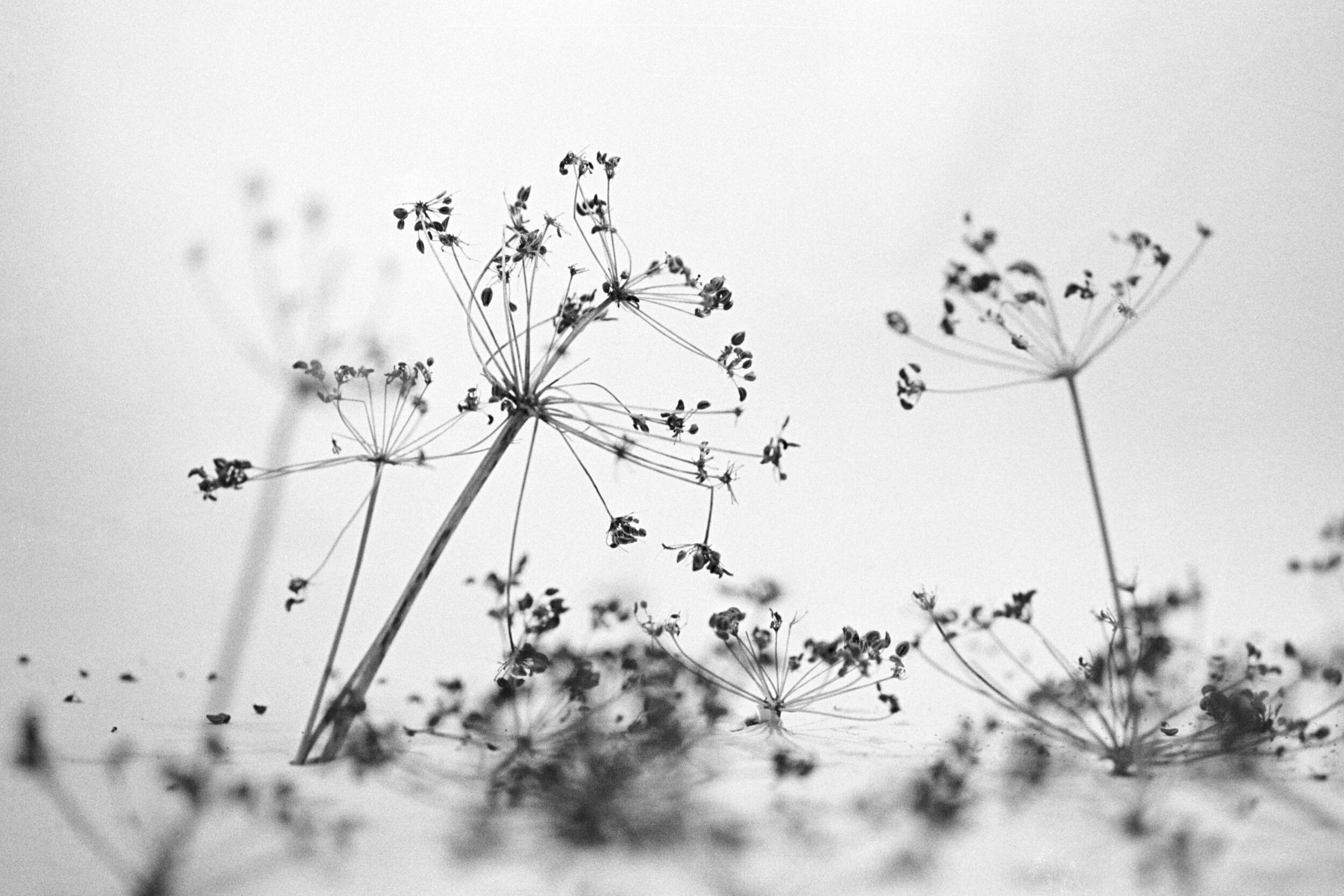  Queen Anne's Lace, 2014 