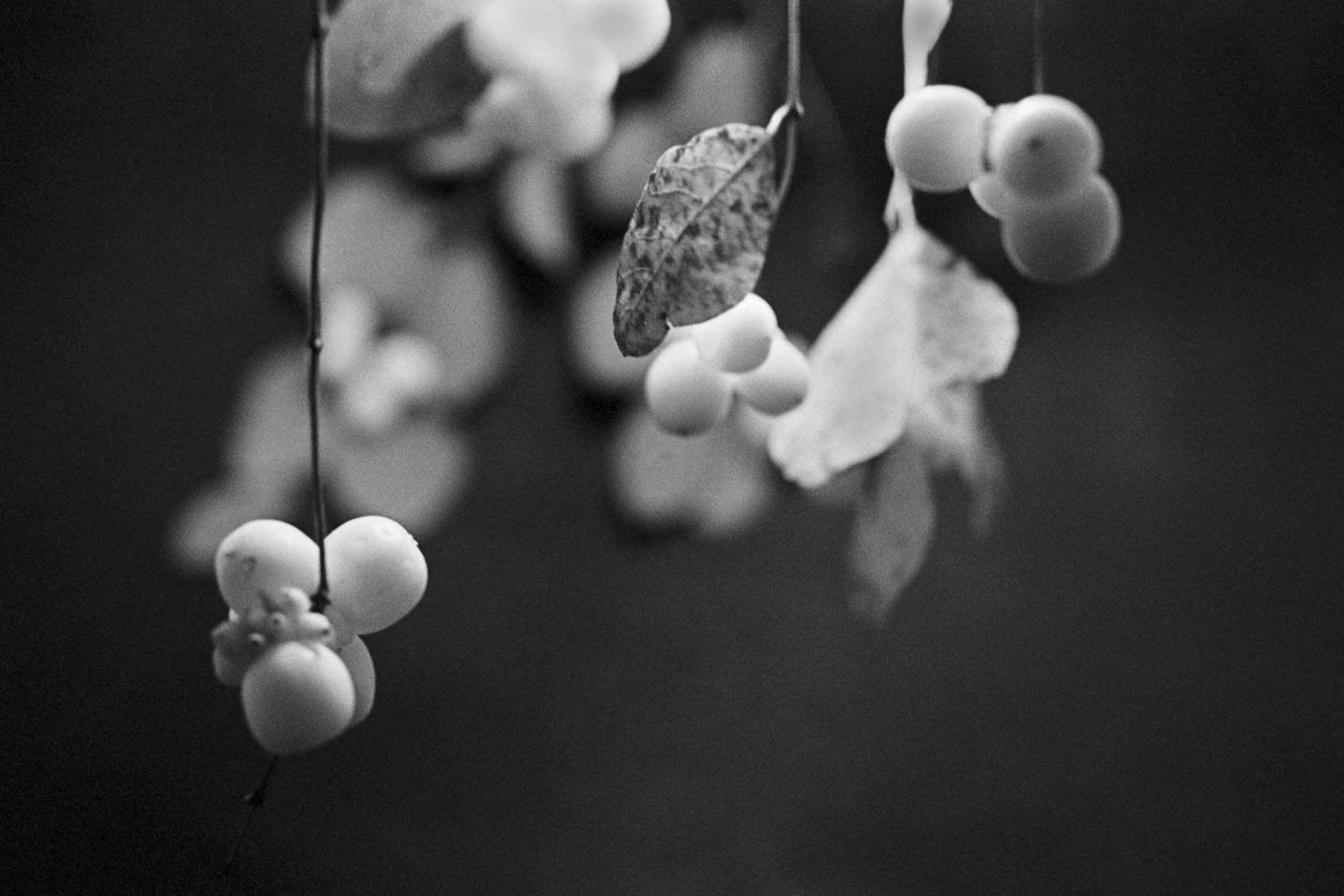  Snowberries, 2014 
