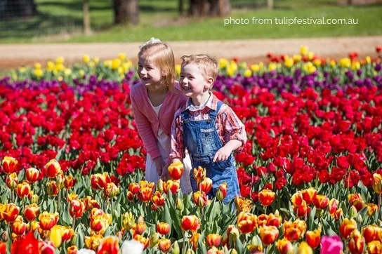 September is all about the Tulips!