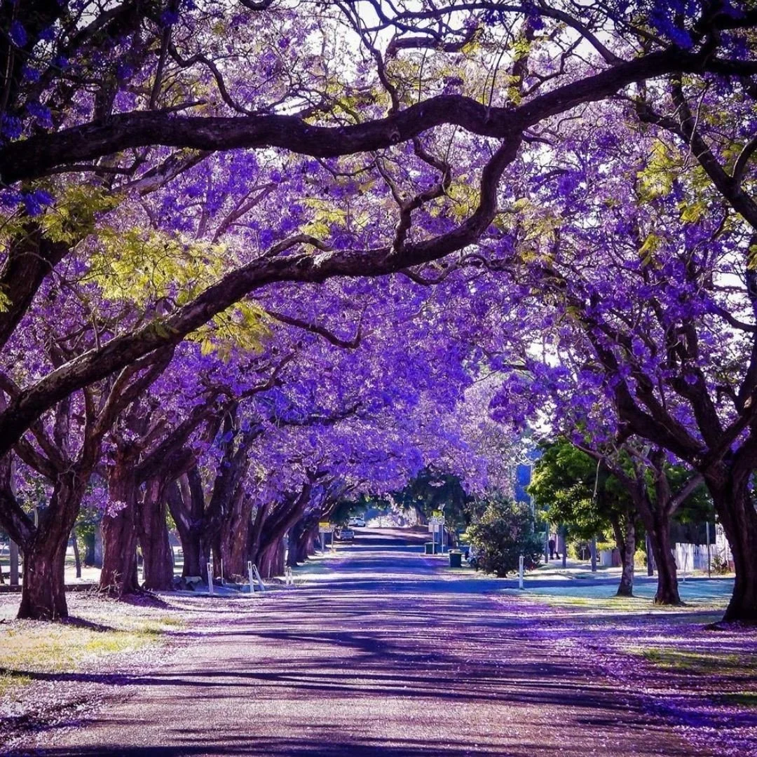 JACARANDA  FESTIVAL &amp; MID  NORTH COAST (AMENDED)