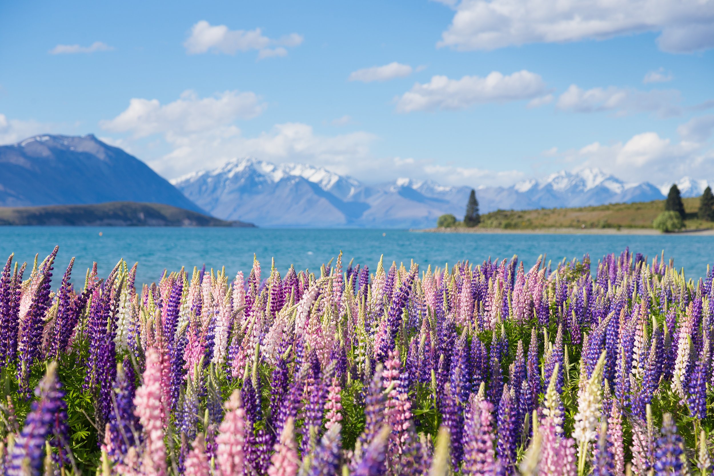 NEW ZEALAND SIGNATURE SHOWCASE