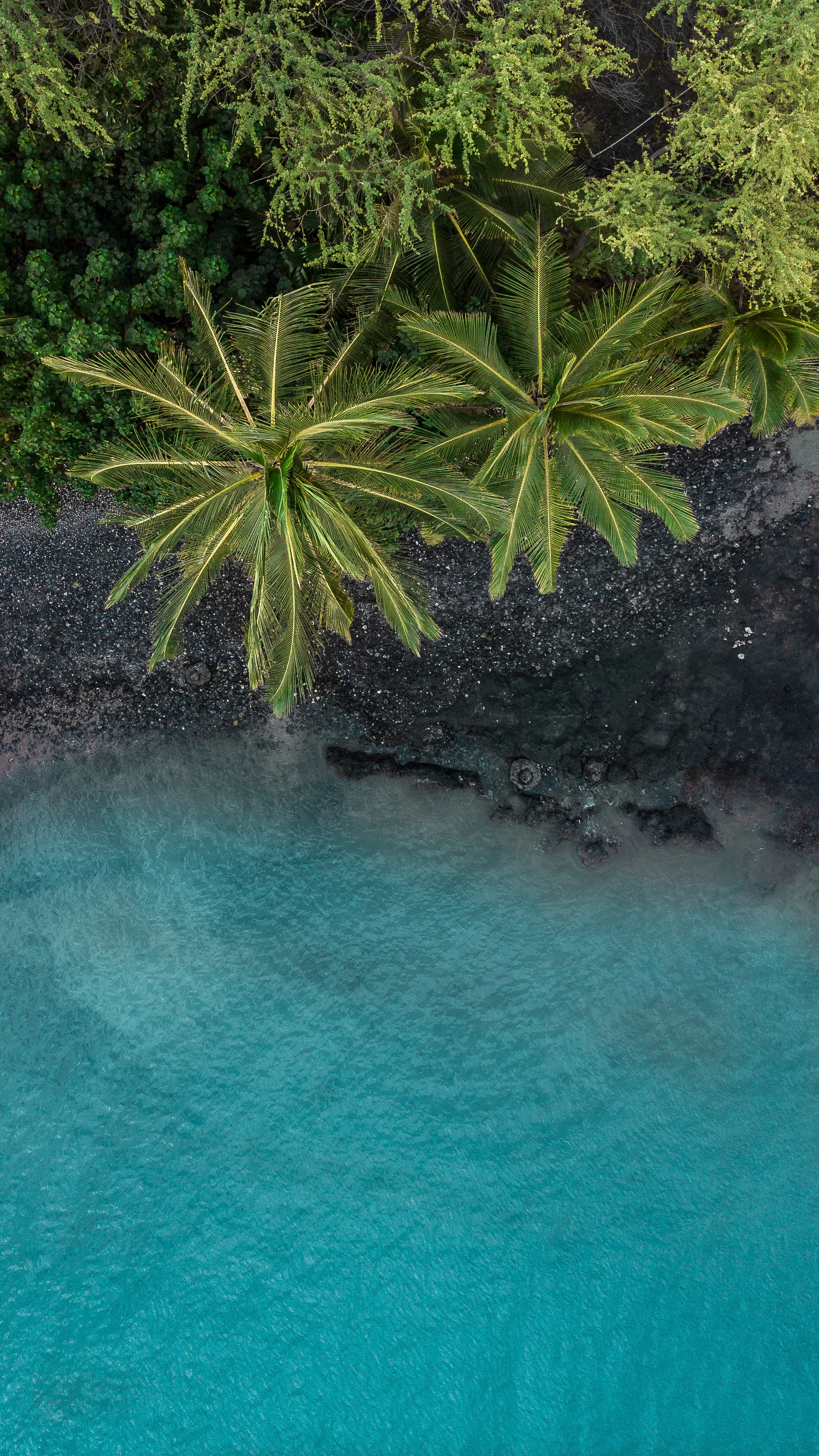 maui_palm_topdown.jpg