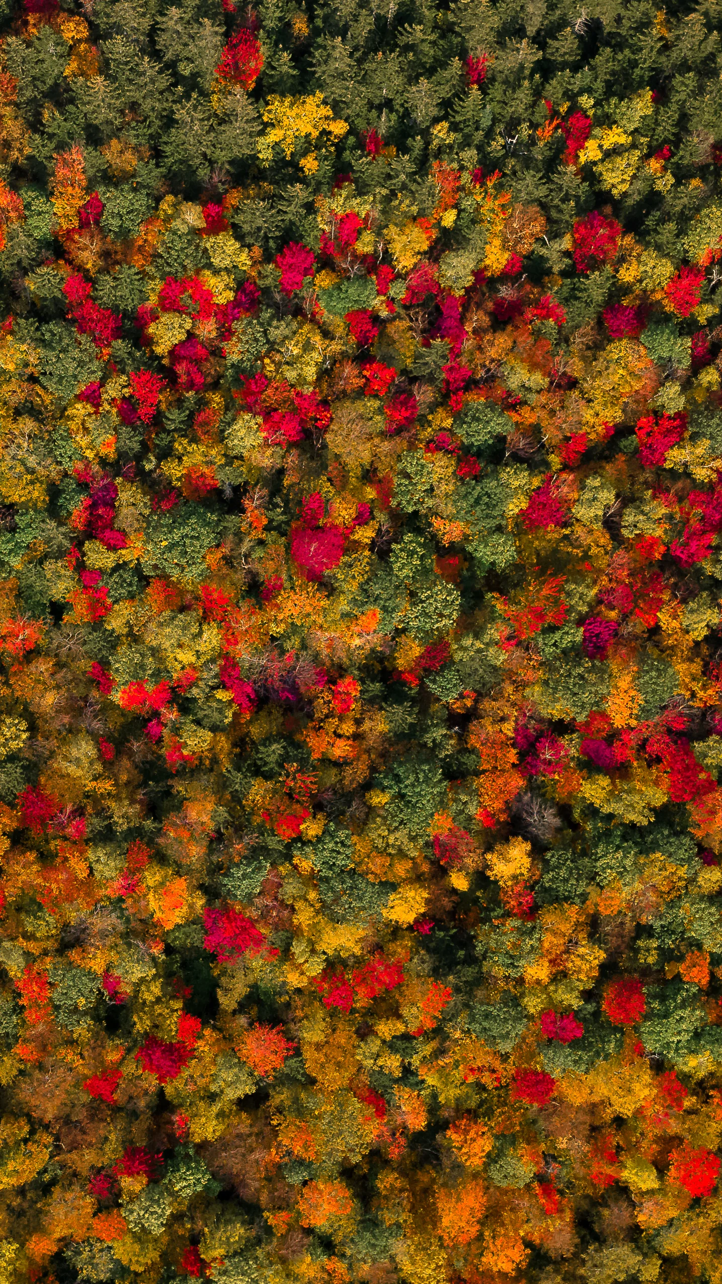 nh_foliage_topdown.jpg