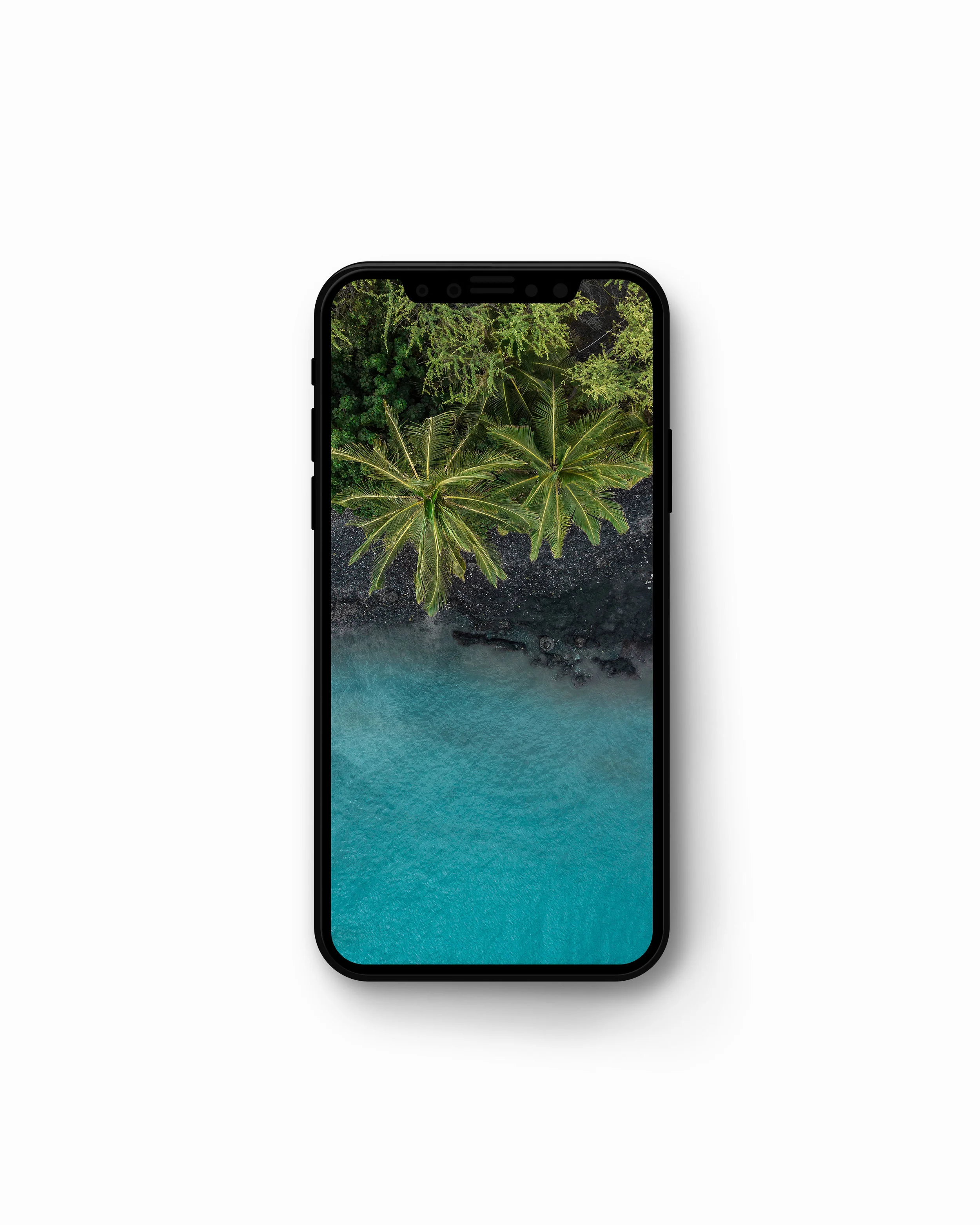 maui_palm_topdown_mock.jpg