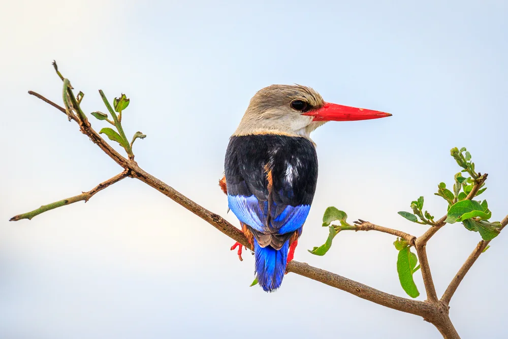 A very colourful Grey-headed Kingfisher