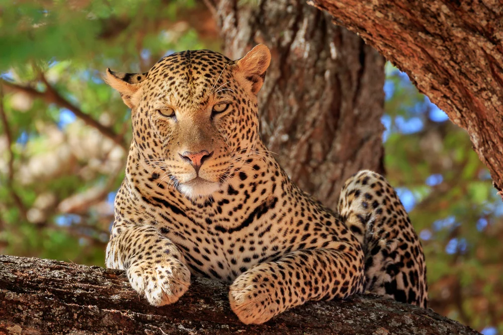 Late afternoon glow on a Leopard resting on a branch
