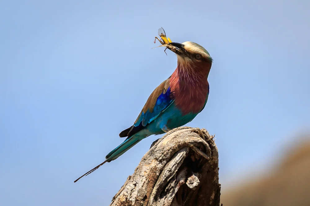 Perhaps the most colorful bird in Africa - a Lilac Breasted Roller with its meal firmly in its beak