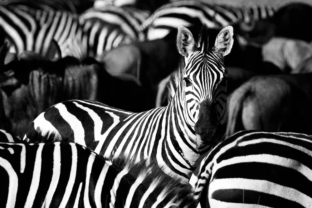 A Zebra’s head amongst the dazzling black and white stripes