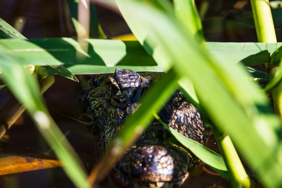A caiman peers hungrily, through the reeds, at the delicious meal behind the camera