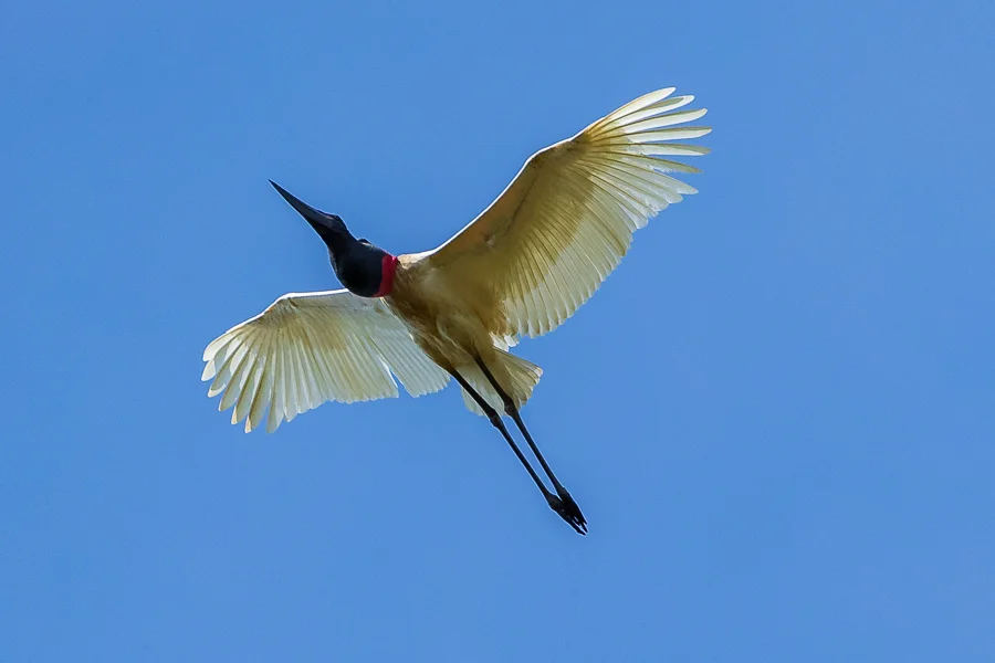A Jabiru Stork flying overhead