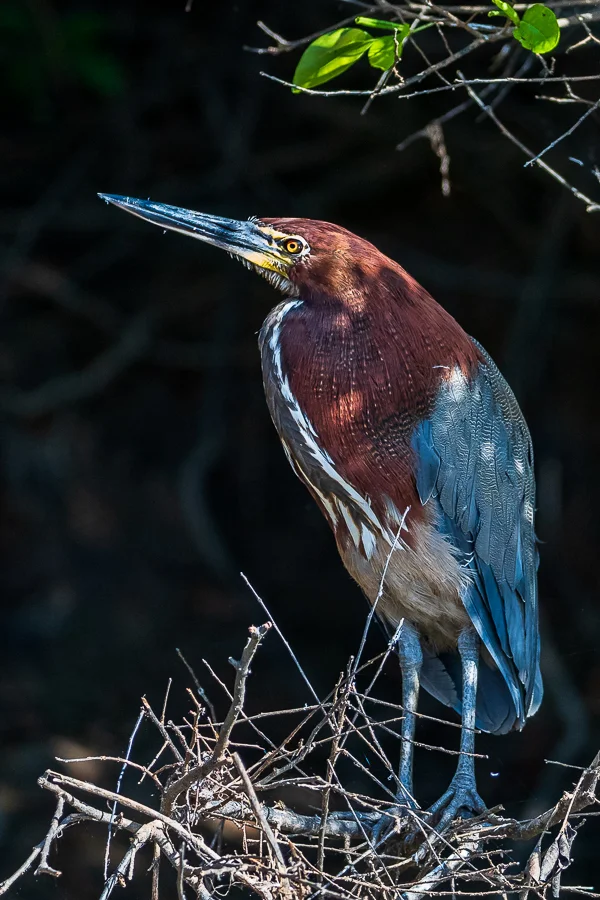 A Rufescent Tiger-heron perched on its nest in the shade, Pantanal