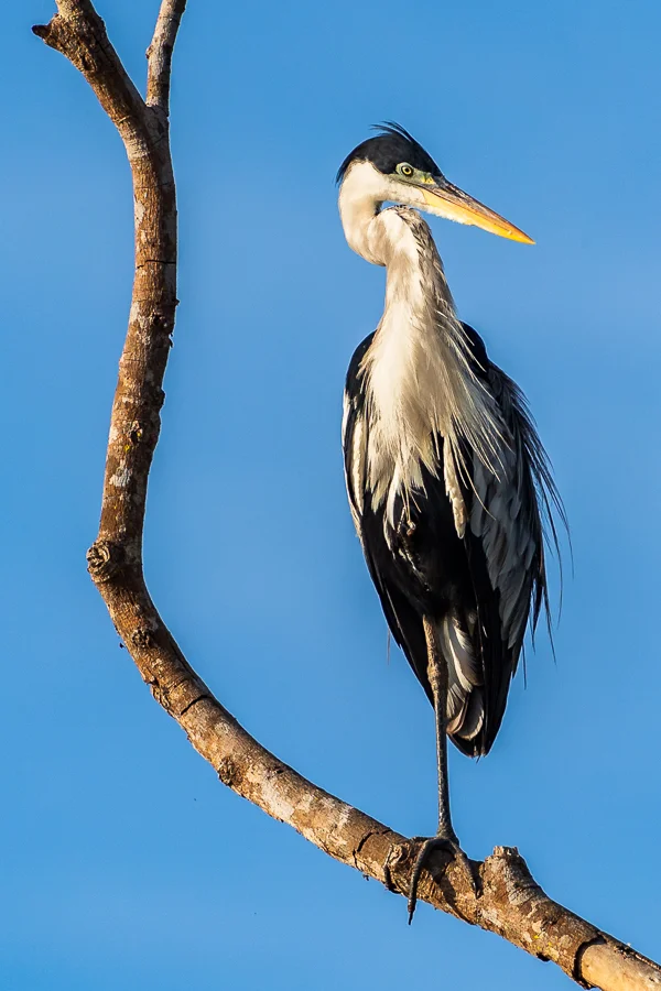 One legged Stork, Pantanal