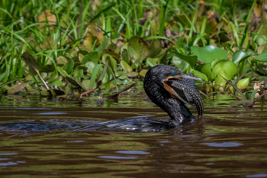A Cormorant got more than it bargained for….