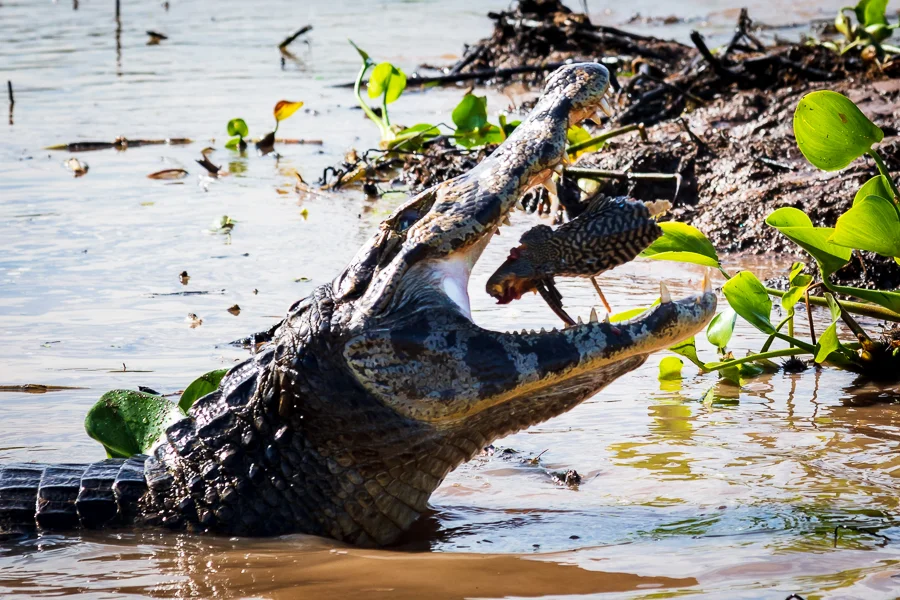 A caiman maneuvers a spiny catfish between its jaws