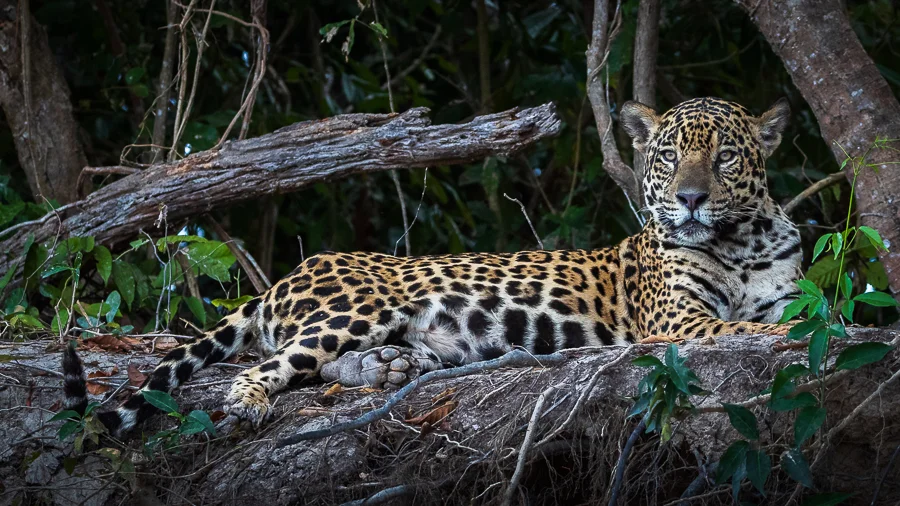 A Jaguar studies the specials of the day