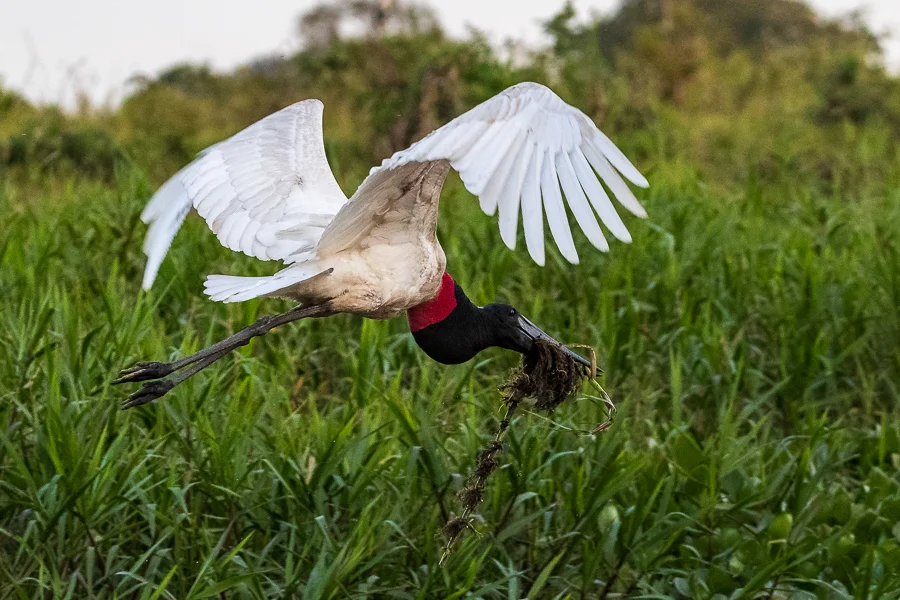 A massive airborne Jabiru Stork with nesting