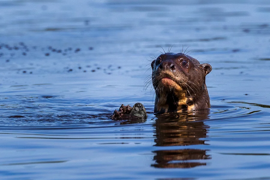 A startled Giant River Otter, Pantanal