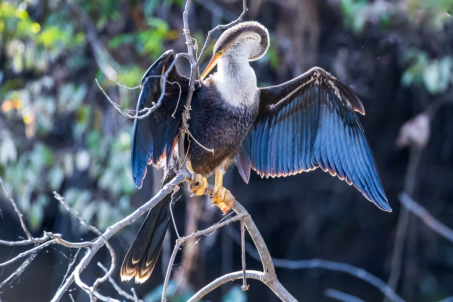 An Anhinga with outstretched wings