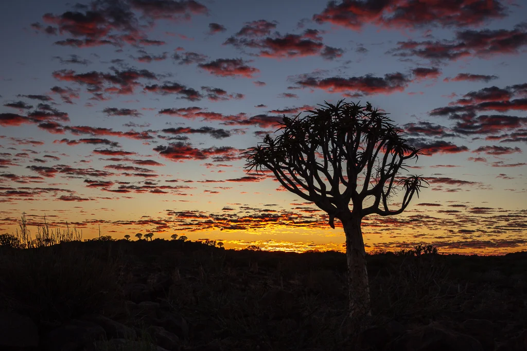 Quiver Tree forest at sunrise