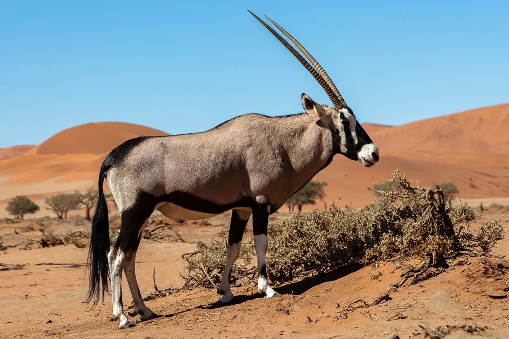 An oryx pauses in the middle of the day