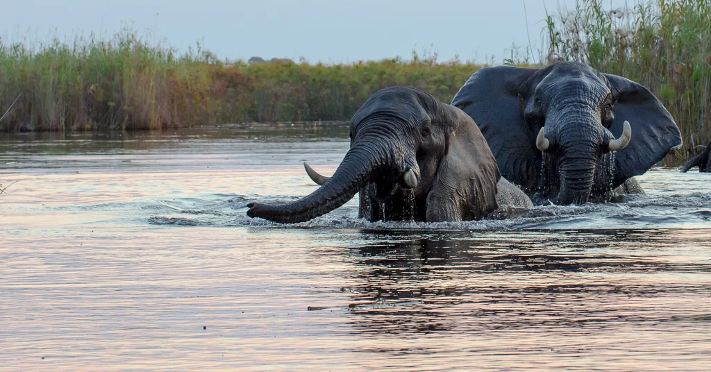 Elephants bathing in the river, Okavango Delta