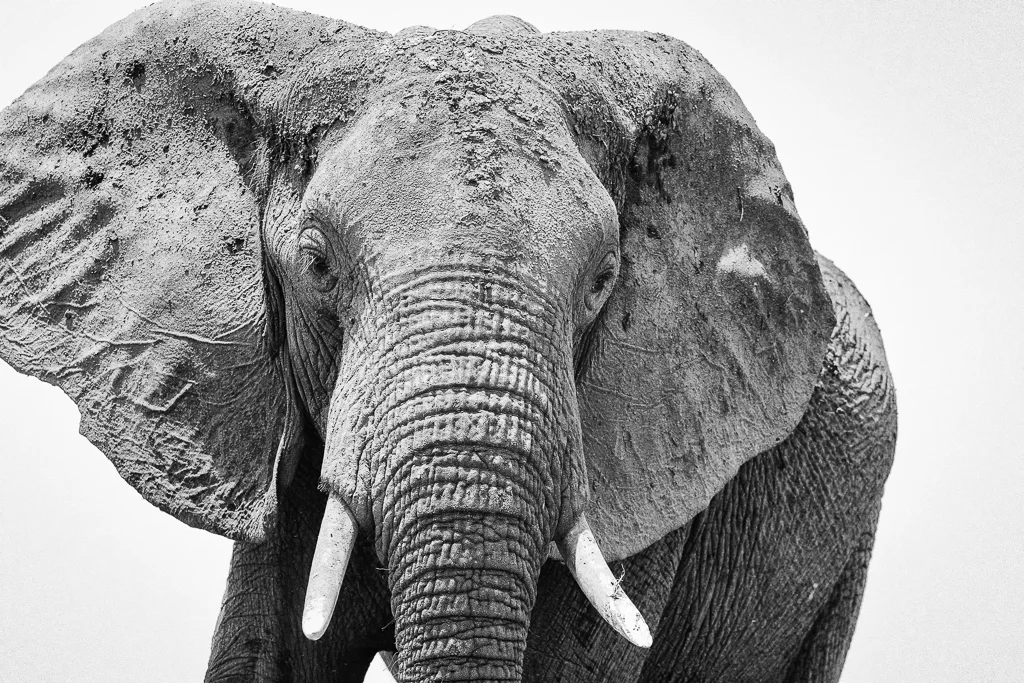 A majestic Elephant