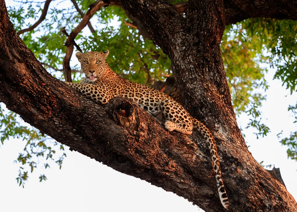 A Leopard licks his lips at the end of the day