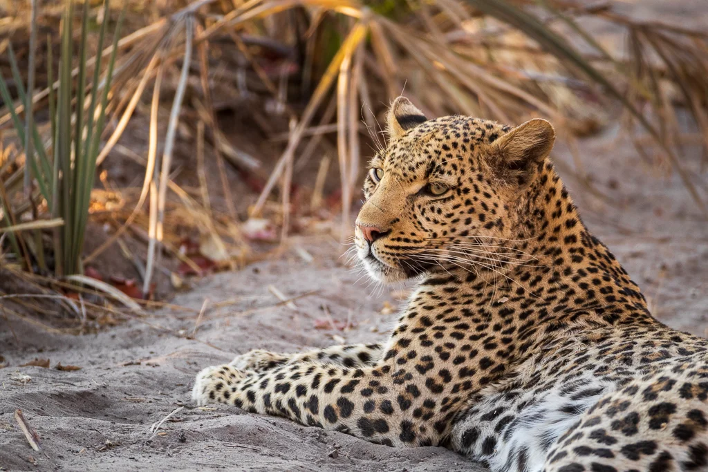 An alert leopard lies waiting for the next meal