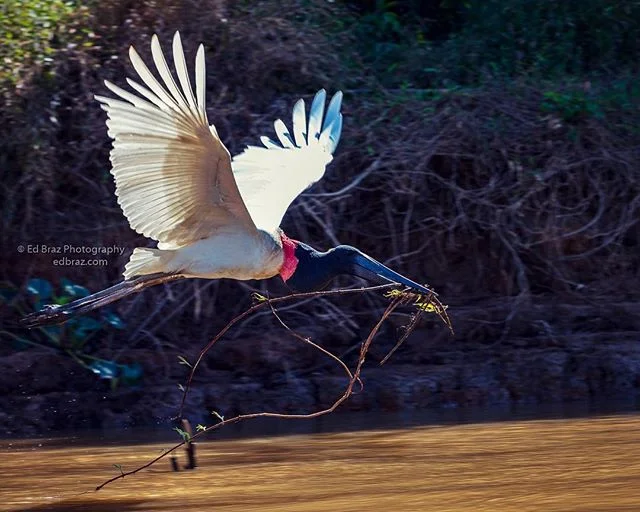 The Pantanal has a fascinating variety of birds. The Jabiru Stork flies past with a beak-load of nesting material. My next photo safari to the Pantanal takes place in August - taking reservations....
&bull;
&bull;
#pantanal #jabiru #brazil #jaguar #p