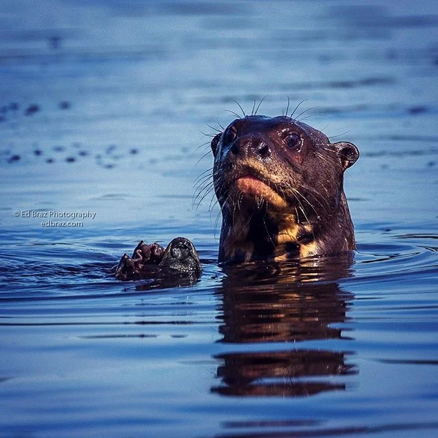 A giant river otter looks surprised at being found with an armored catfish ready for an afternoon snack. These carnivorous mammals seem to have boundless supplies of energy and can pop up curiously at any time in the middle of the river. Join me on m