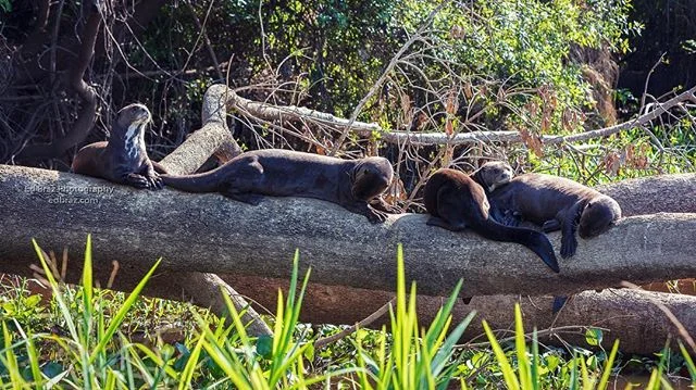 Giant River Otters are very divisible animals and can be found lazing about near water or actively seeking food. .
.
.
#brazil #brasil #otter #wildlife #pantanal #naturephotography #wildlifesafari #edbrazphotography