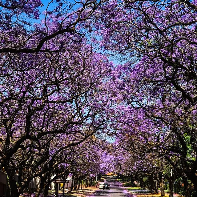 Driving through Pretoria, South Africa, I was astonished at the beautiful purple-colored blossoms of the jacaranda trees lining the streets. They are not indigenous to the area but are being allowed to stay until they wither naturally. Had to share t