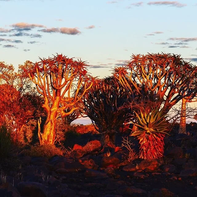 Photo Expedition Destination - Namibia.
&bull;
Here is the deal - a last-minute cancellation has made one place available&hellip;.. And as a result, the price is highly negotiable. ====&gt;
If you respond instantly, you could get to Africa for free!

